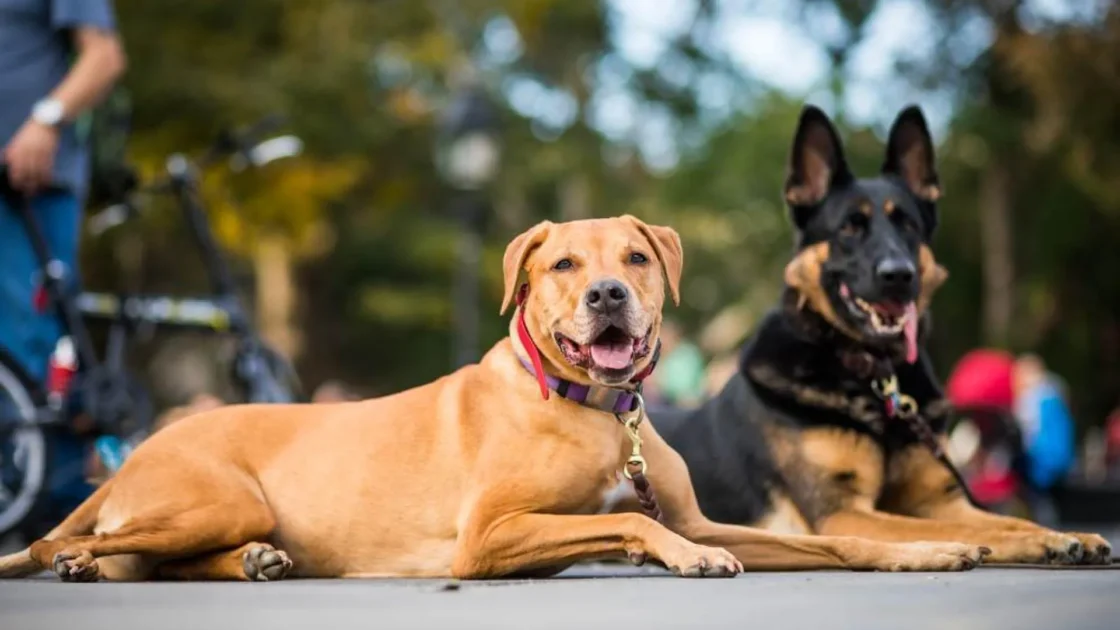 Private Training for Dogs